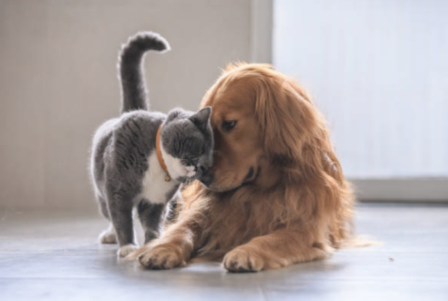 Loi ‘bien-être animal’